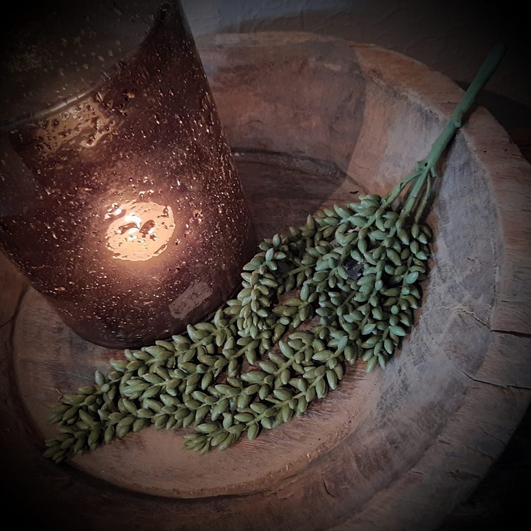 String of pearls. Erwtenplant. 33 cm. - Afbeelding 3