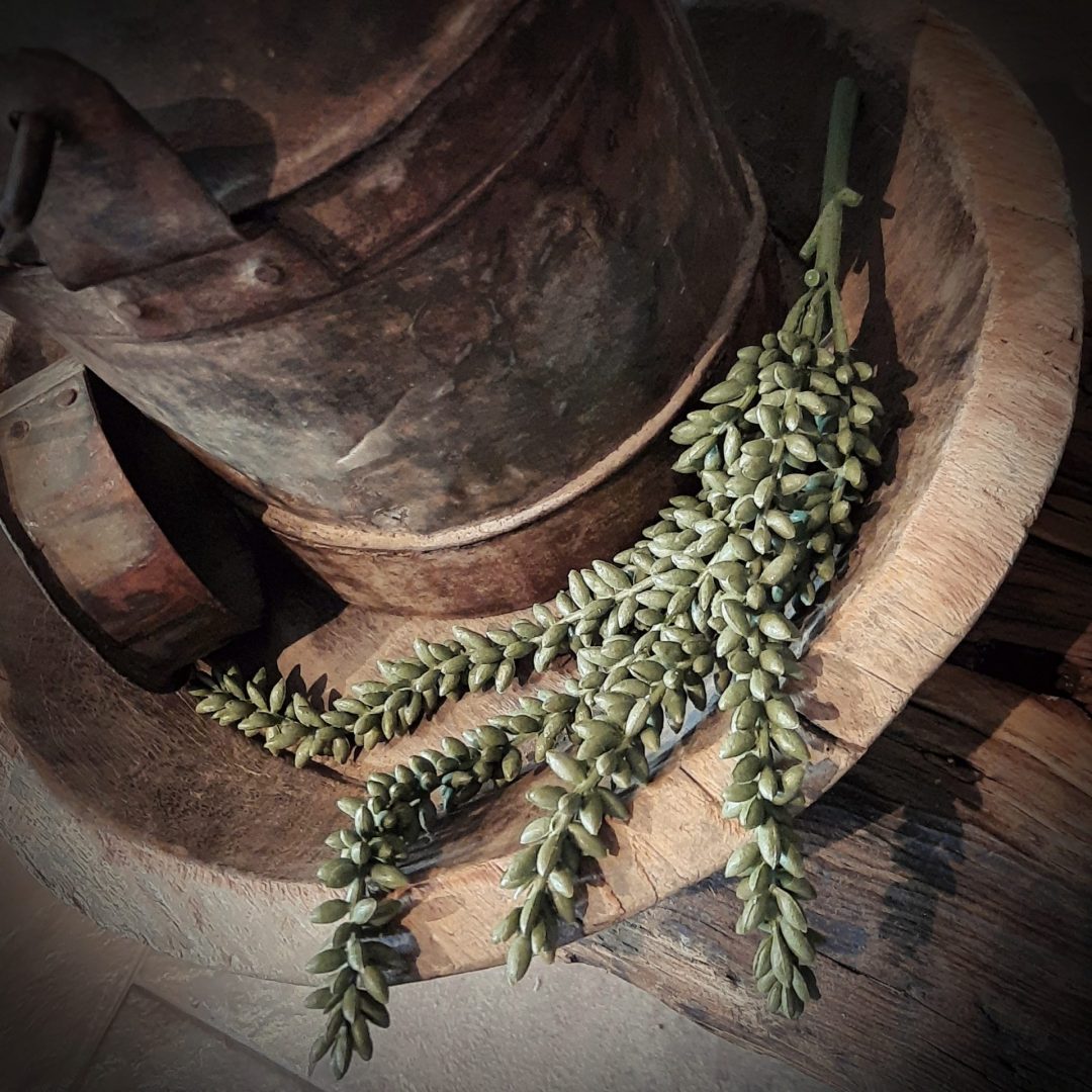 String of pearls. Erwtenplant. 33 cm. - Afbeelding 2