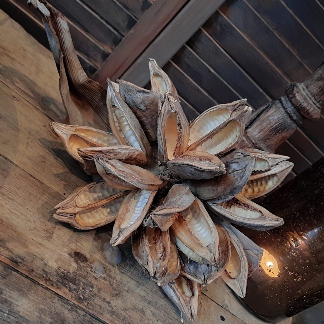 Sororoca bloem - Afbeelding 2