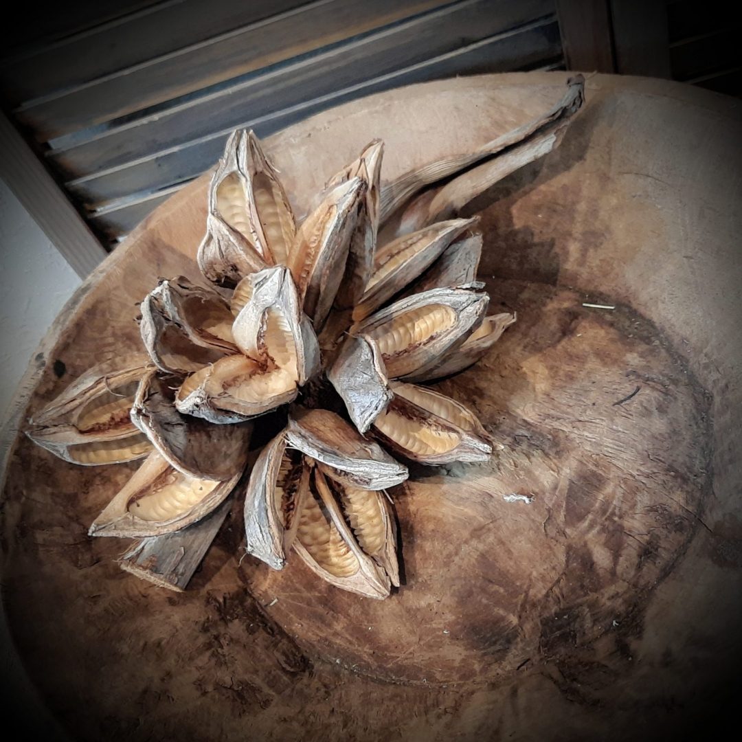 Sororoca bloem - Afbeelding 3