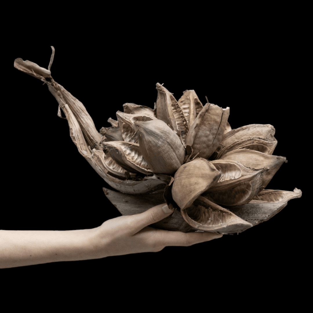 Sororoca bloem - Afbeelding 6