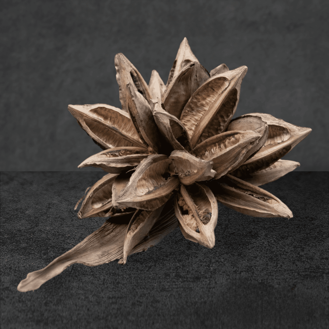 Sororoca bloem - Afbeelding 7