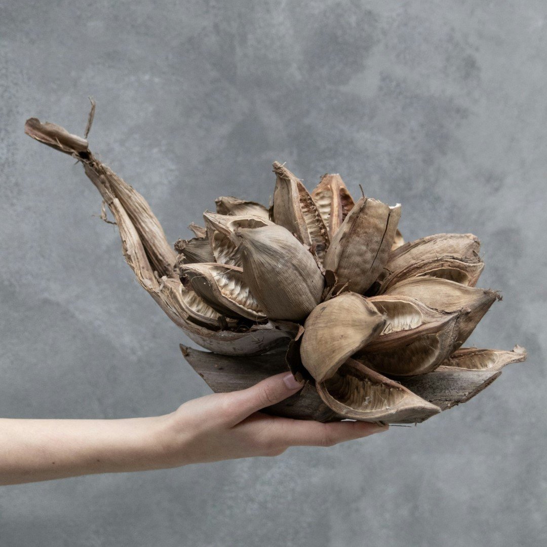 Sororoca bloem - Afbeelding 12