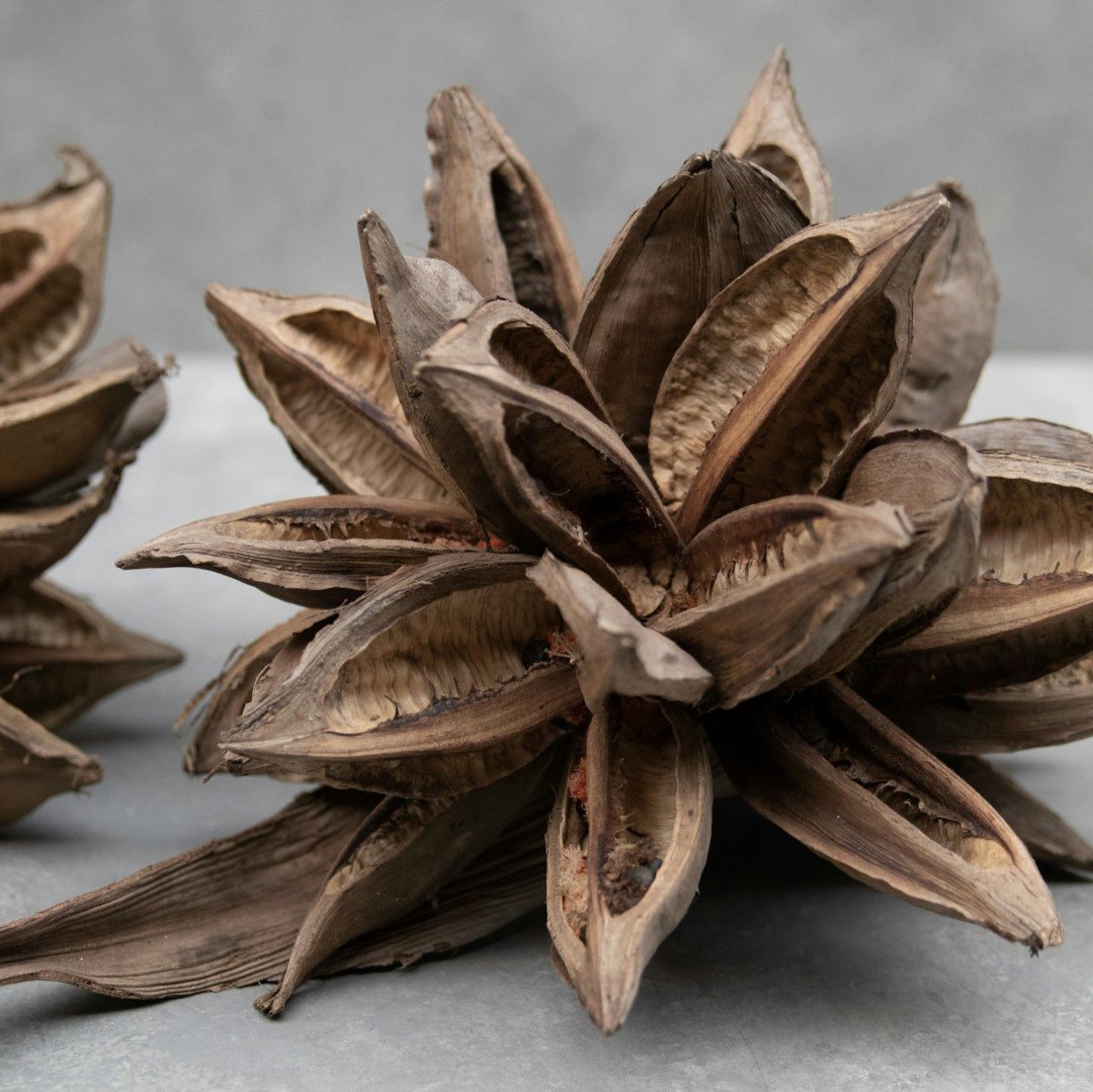 Sororoca bloem - Afbeelding 10