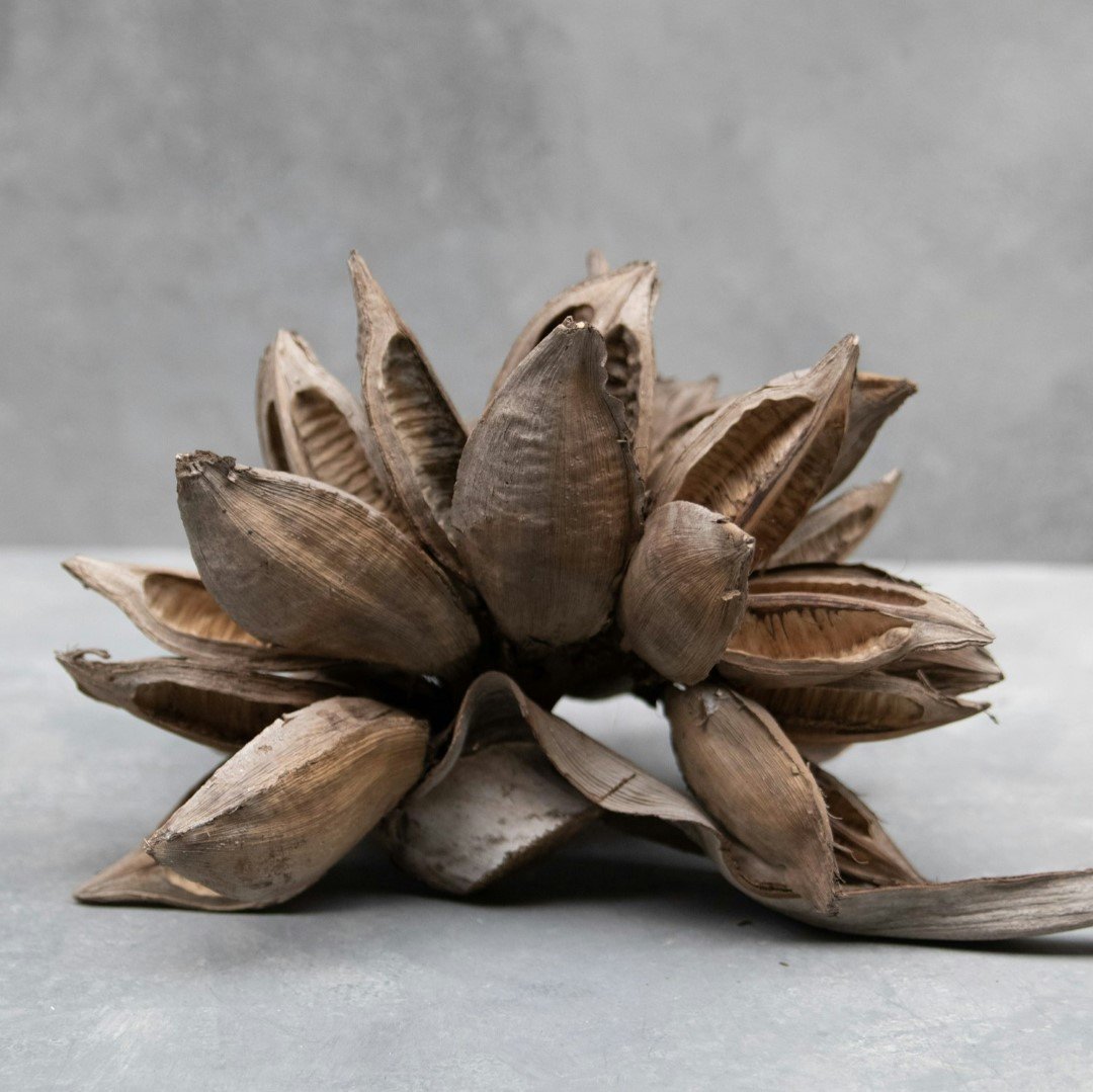 Sororoca bloem - Afbeelding 9