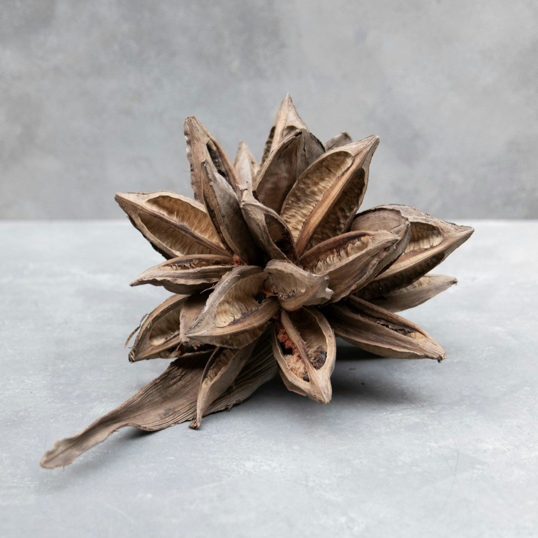 Sororoca bloem - Afbeelding 8