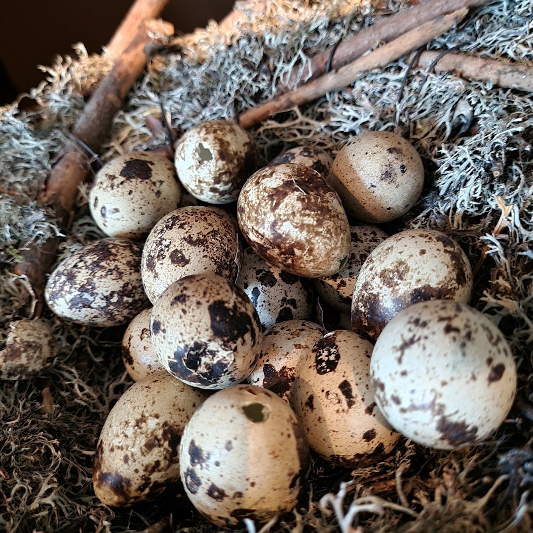 Doosje met 12 kwarteleieren. - Afbeelding 2