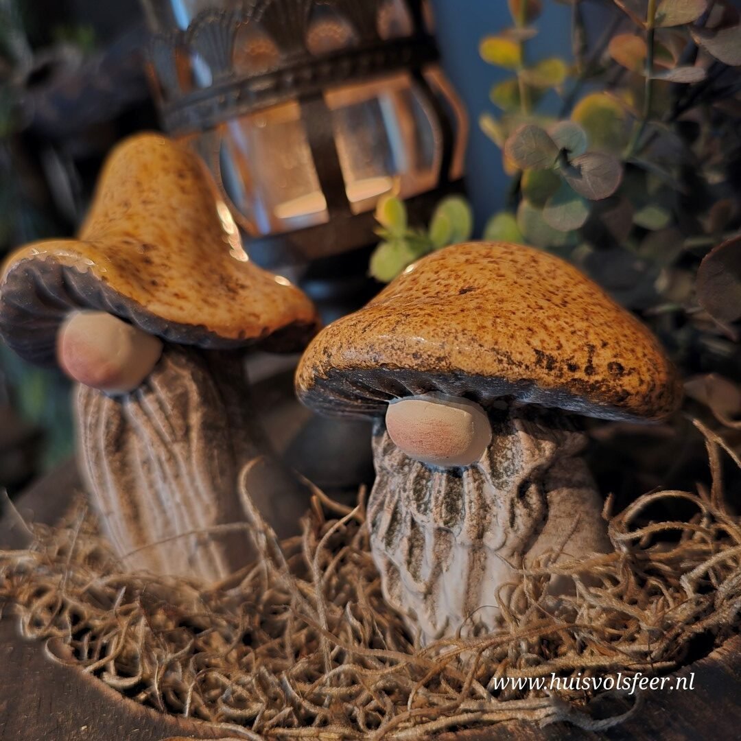 Paddenstoel Gnoom- Klein. - Afbeelding 3