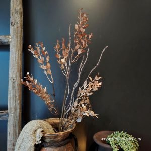 Ruscus Zalm- Zijdetak.