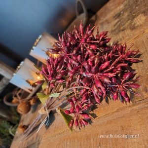 Eucalyptus Bundel- Bordeaux || 32 cm