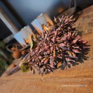 Eucalyptus Bundel- Aubergine || 32 cm