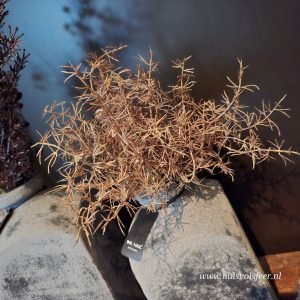 Aspargus Boeketje || Bruin