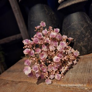 Bundle of 5 Stems Gypsophila – Antique Pink || Sylxz