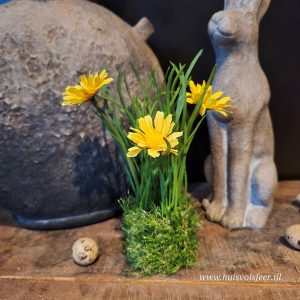 Cosmos- Graspotje || Geel