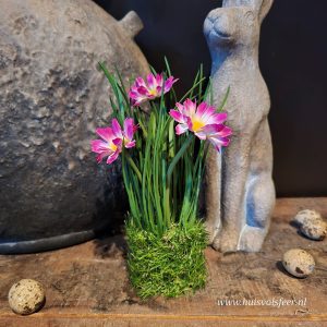 Cosmos- Graspotje || Fuchsia