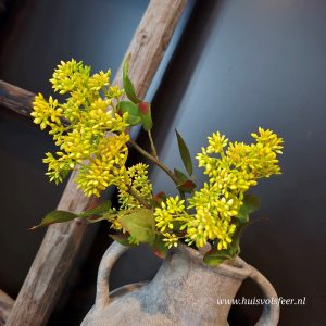 Prunus- Zijdetak || Geel