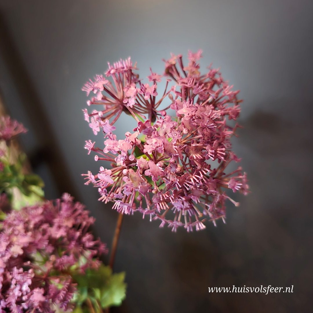 Viburnum- Zijdetak || Paars - Afbeelding 3
