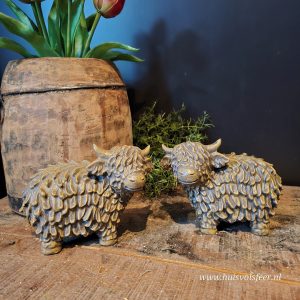 Set van 2 Hooglanders || Bruin
