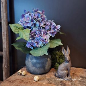 Hortensia in Pot || Blauw
