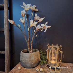 Magnolia in Pot || Off White