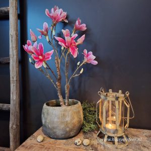 Magnolia in Pot || Roze