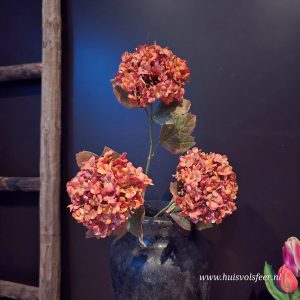 Viburnum- Zijdetak || Oranje