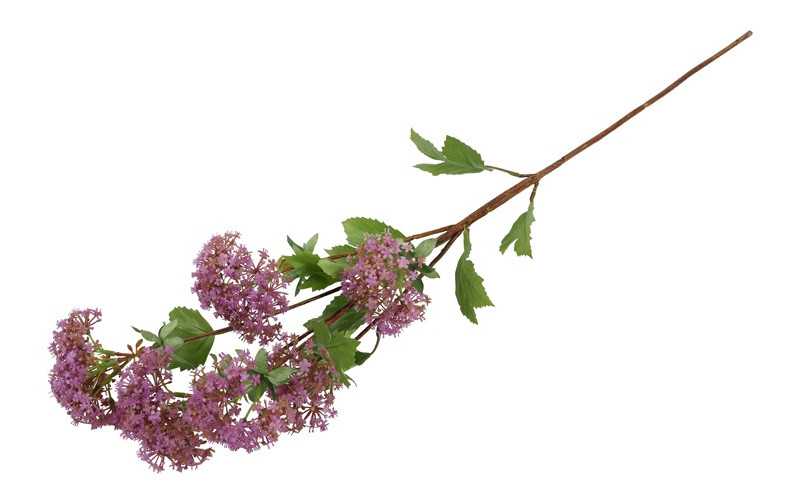 Viburnum- Zijdetak || Paars - Afbeelding 5