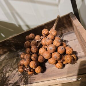 Gedroogde Rattan Fruit Tak- Naturel
