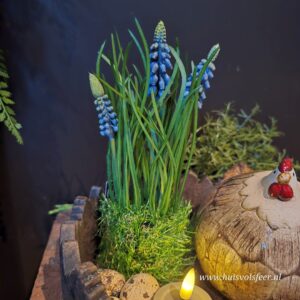 Muscari- Graspotje || Blauw