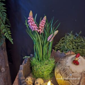 Muscari- Graspotje || Roze