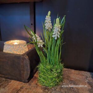 Muscari- Graspotje || Wit