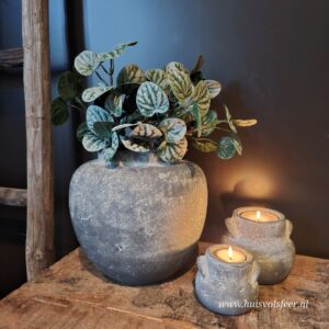 Bush Saintpaulia- Dark Green || Sylxz.