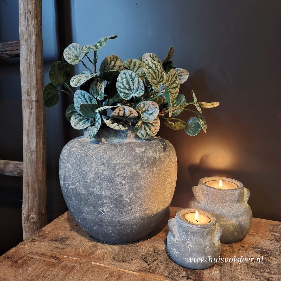 Bush Saintpaulia- Dark Green || Sylxz.