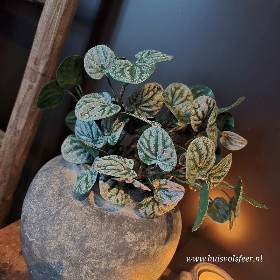 Bush Saintpaulia- Dark Green || Sylxz. - Afbeelding 2