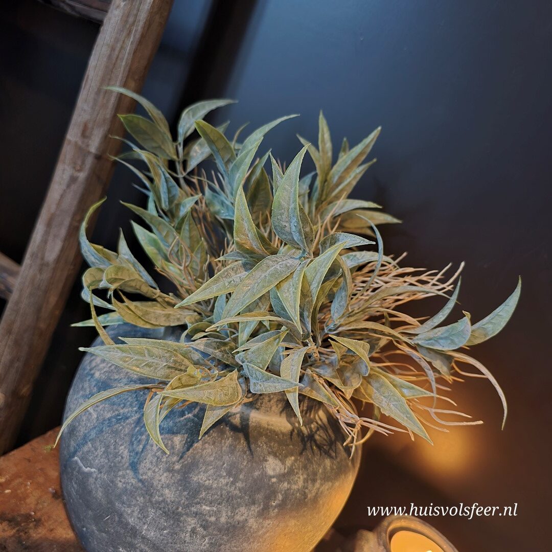 Bush Leucothoe- Grey || Sylxz. - Afbeelding 2