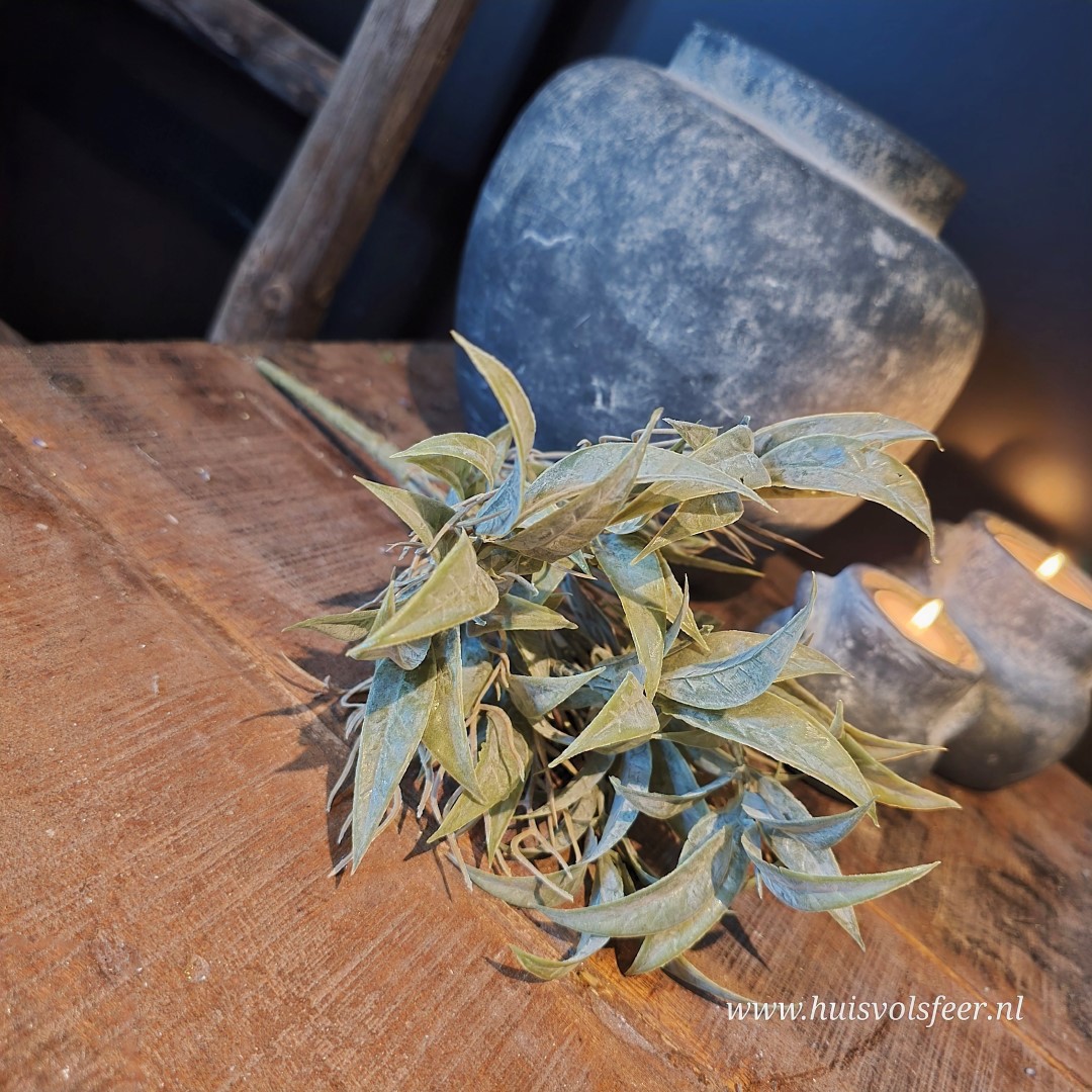 Bush Leucothoe- Grey || Sylxz. - Afbeelding 3