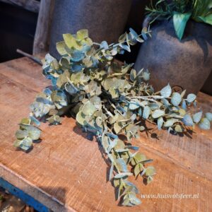 Eucalyptus Bush || Groen