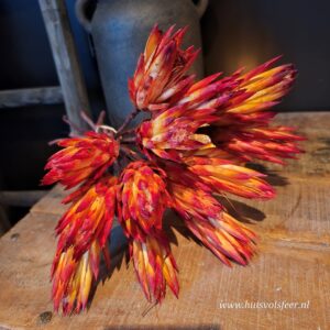 Droogbloemen Protea Gold Cup- Oranje/ Rood || Set van 15 stuks