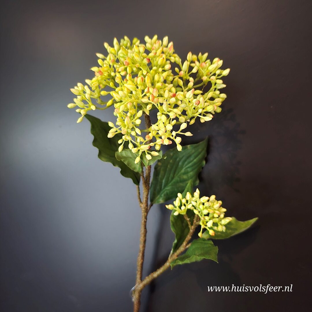 Zijdetak Oregano- Bloesem || Geel - Afbeelding 2