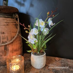 Phalaenopsis Arrangement in Pot || Witte Orchidee (kunst)