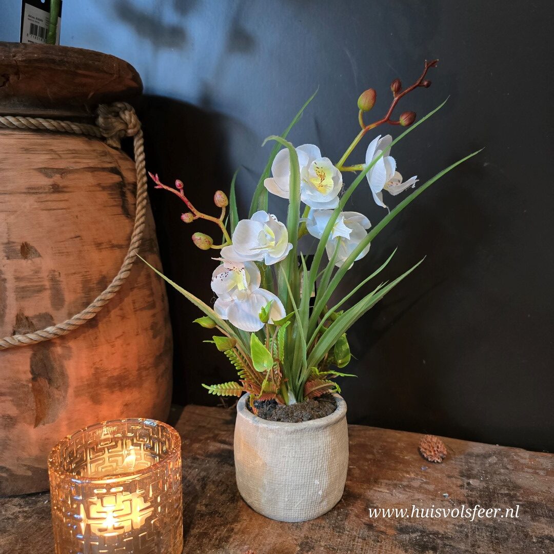 Phalaenopsis Arrangement in Pot || Witte Orchidee (kunst)