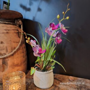Phalaenopsis Arrangement in Pot || Paarsee Orchidee (kunst)