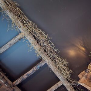 Hanging Tillandsia- Brown || Sylxz