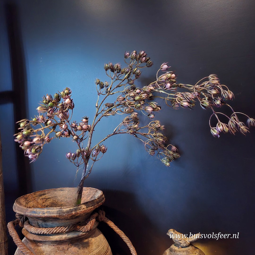 Conyza- Zijdetak || Paars - Afbeelding 3