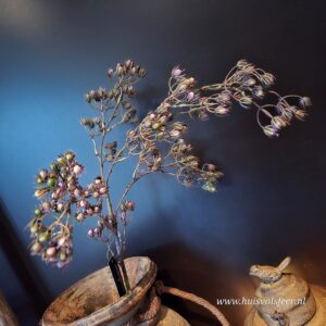 Conyza- Zijdetak || Paars