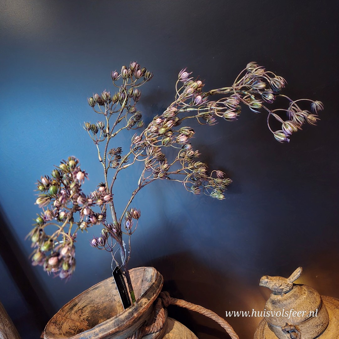 Conyza- Zijdetak || Paars