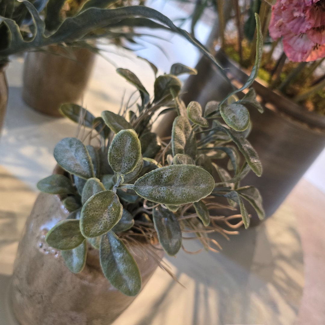 Bush Stachys- Grey || Sylxz. - Afbeelding 2