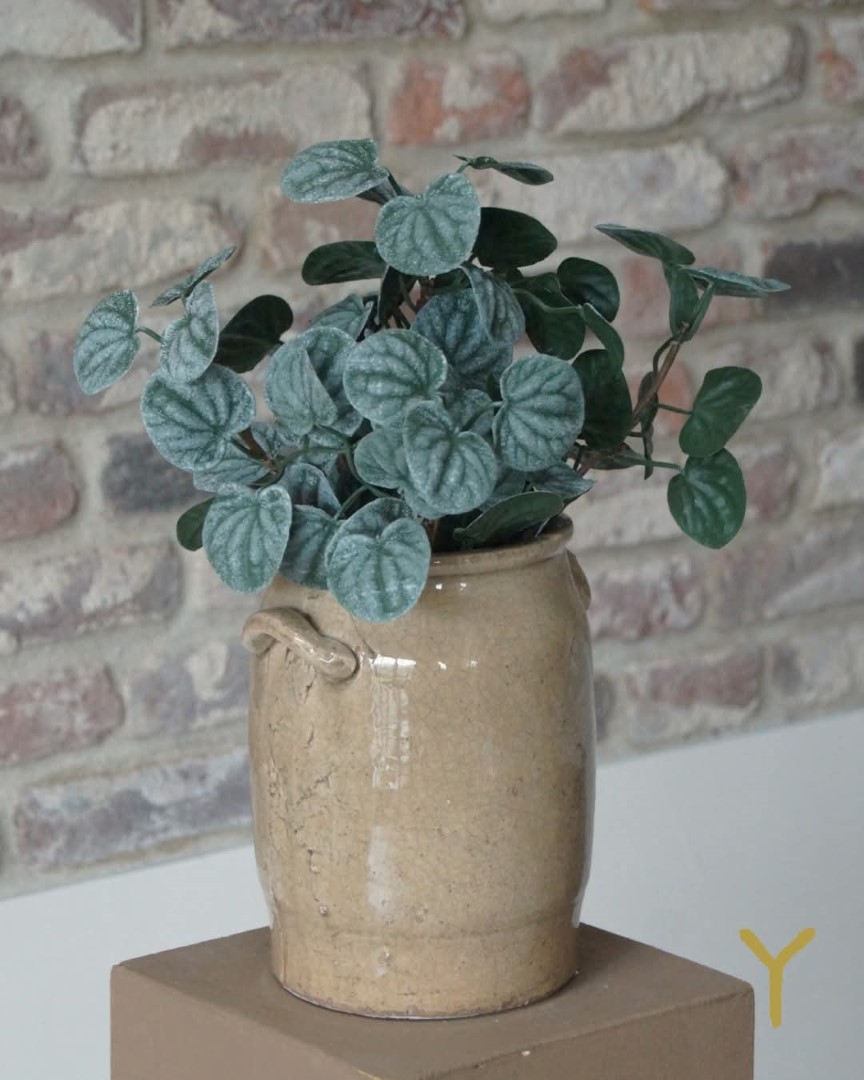 Bush Saintpaulia- Dark Green || Sylxz. - Afbeelding 3