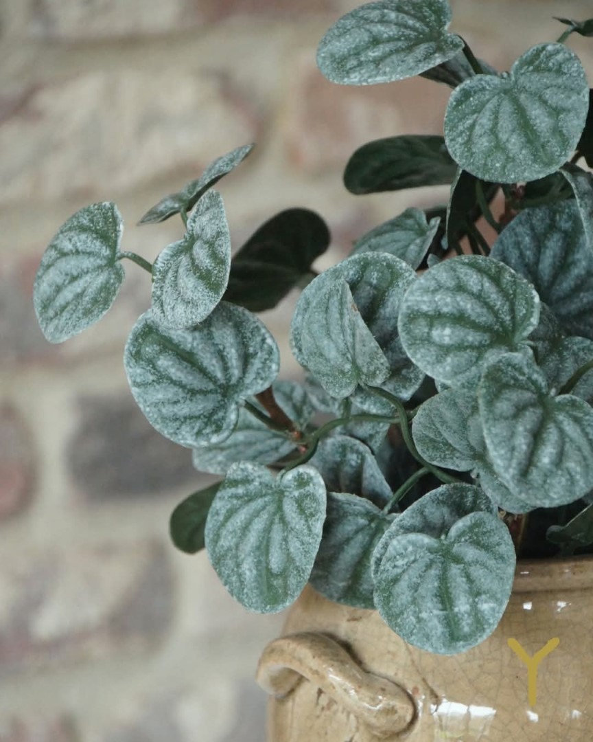 Bush Saintpaulia- Dark Green || Sylxz. - Afbeelding 4