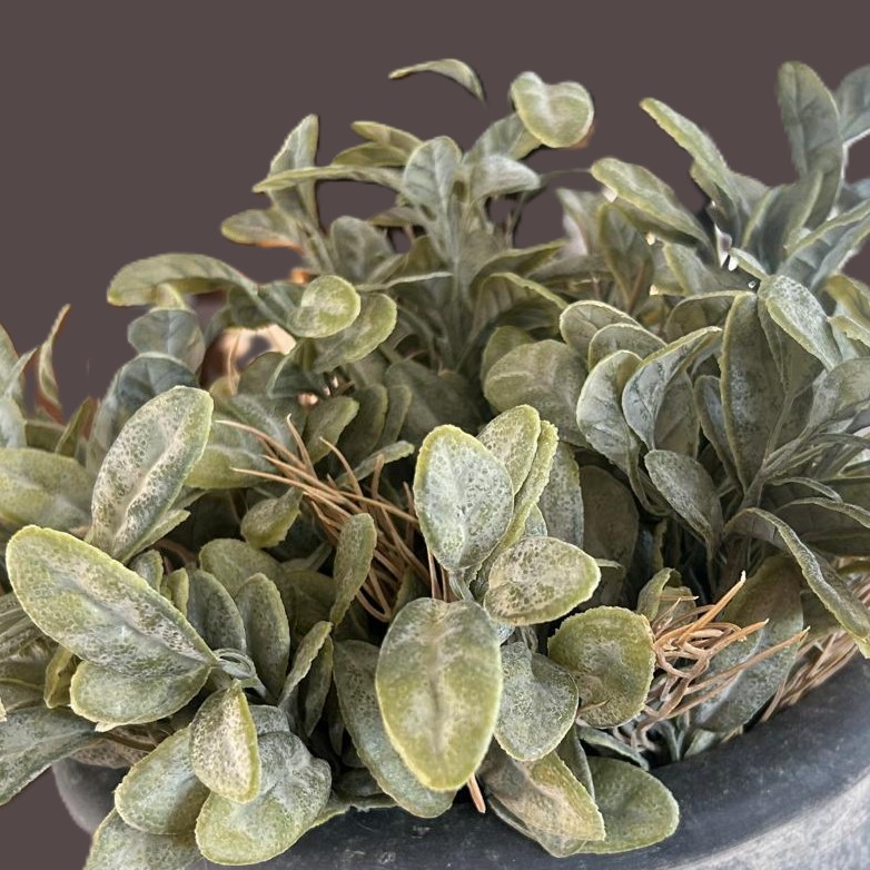 Bush Stachys- Grey || Sylxz. - Afbeelding 3